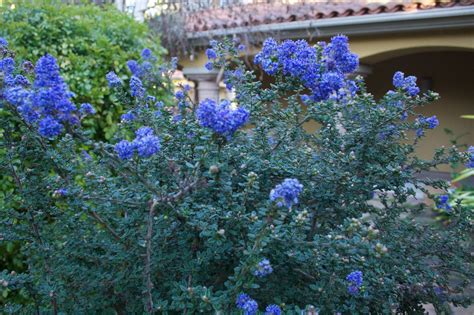 The Gardens Of Petersonville Blue Blooming Shrubs