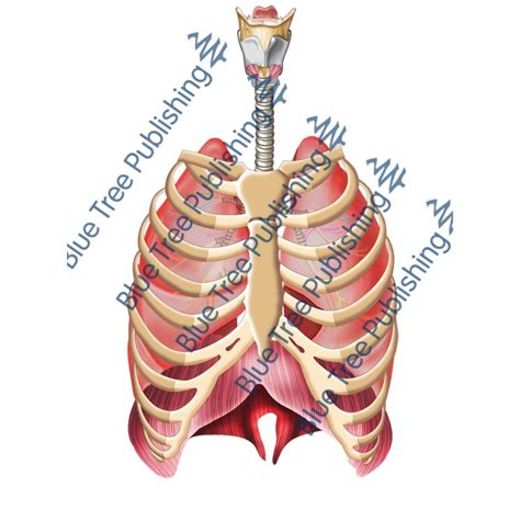 Lungs Behind Ribs Rib Cage Heart Lungs High Resolution Stock