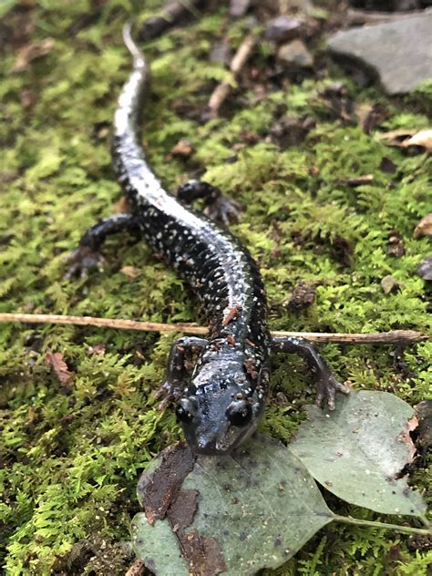 Salamanders Where To Spot Them And How To Protect Them Wildlife