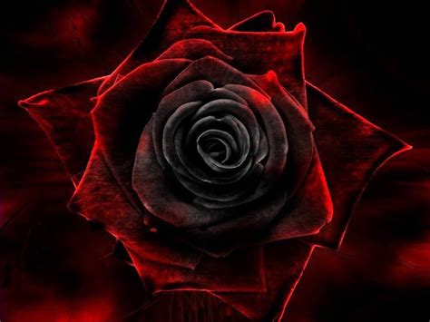 Red And Black Roses Together
