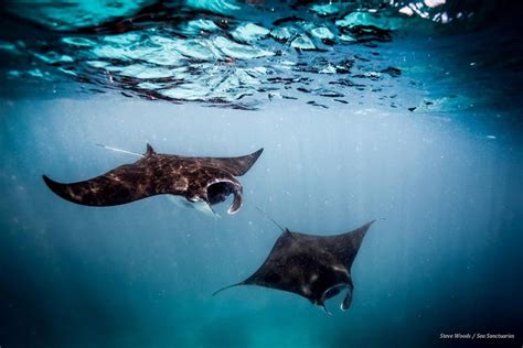 Indonesia Announces Worlds Biggest Manta Ray Sanctuary Padi Aware