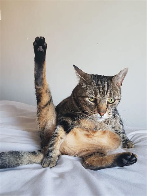 Psbattle A Cat With Its Leg In The Air Photoshopbattles