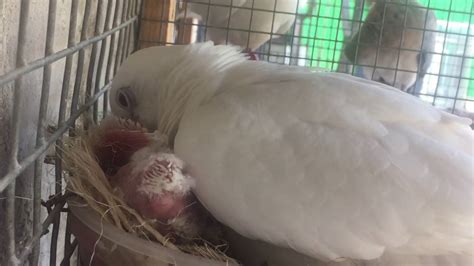 Female Ringneck Dove Feeding Collared Dove Hybrid Hatchlings Youtube