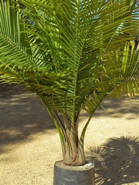Tips About Caring For Majestic Palms Ravenea Rivularis Palms Online