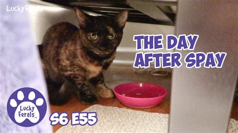 The Day After Goldies Spay Feral Cat Spay Aftercare S6 E55 Lucky