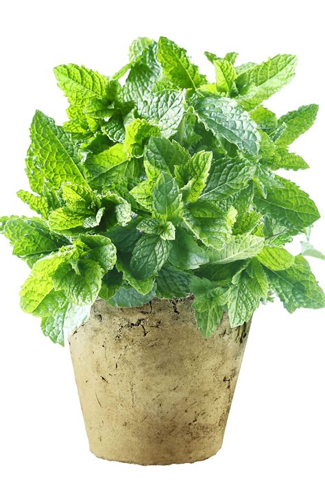 Mint How To Grow Mint From Cuttings Or Seeds 2022