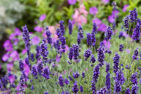 Photo Of Dark Purple English Lavender In A Perennial Bed The Plant