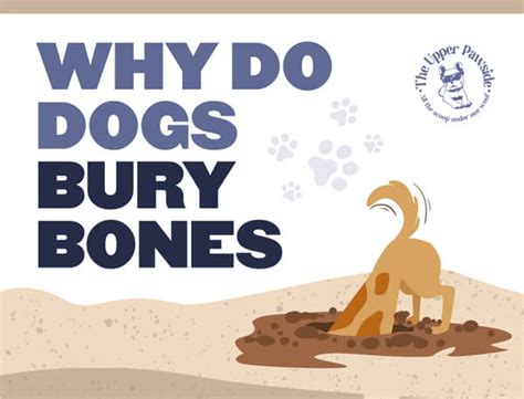 Why Do Dogs Bury Bones Infographic Infographic Plaza