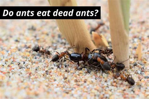 Do Ants Eat Dead Ants And Other Insects Yes They Do