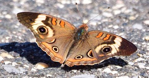 Common Buckeye Butterfly At Pennypack Park On The Delaware June 12