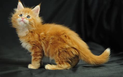 Luckily we've put together a list of suggestions which include some of the best names for cats you can use that sound great and include the origin of the name and its. Maine Coon Cat Personality, Characteristics and Pictures ...