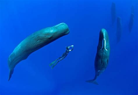 The Enthusiastic Photographer Made Incredible Pics Of A Group Of Whales