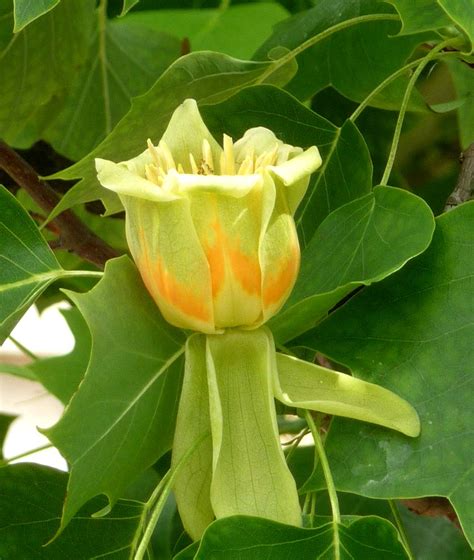 50 Best Ideas For Coloring Tulip Tree For Sale