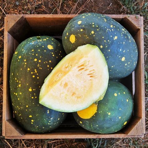 100 Seeds Yellow Fleshed Watermelon Moon And Stars