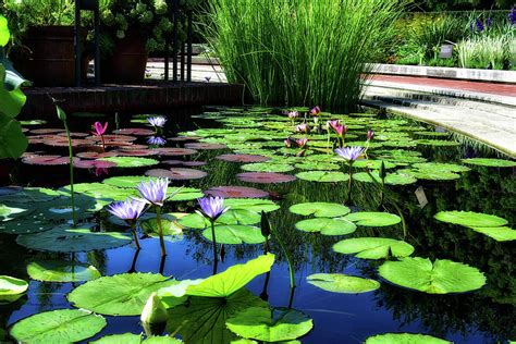 Floral Aquatic Garden Chicago Botanic Garden 03 Photograph By Thomas