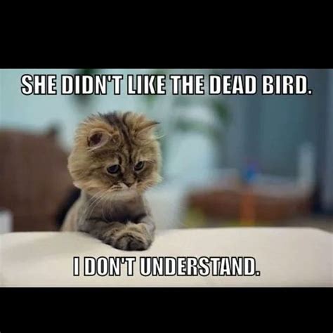 She Didnt Like The Dead Bird Funny Cats Cat Jokes