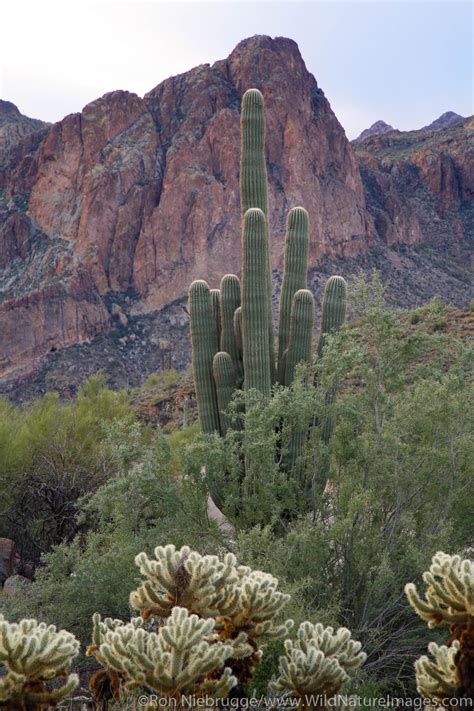 Saguaro Cactus Tonto National Forest Arizona Photos By Ron Niebrugge
