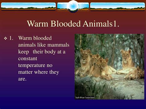 However, warm blood is not really the question… many in fact, blood temperature is merely a reflection of body temperature. PPT - Healthy Bodies unit 3. Body Temperature 1 ...