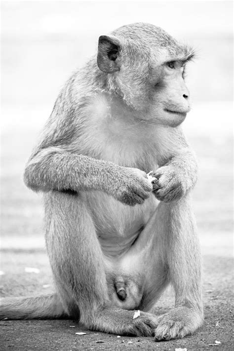 Monkey Dick Photograph By Natapol Chananuwong Pixels