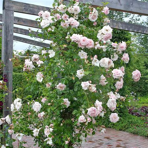 Ist new dawn eine gesunde rose? NaturaGart Shop | Kletterrose New Dawn ® | online kaufen
