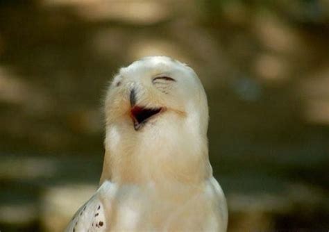 Smiling animals - Random Photo (15274930) - Fanpop