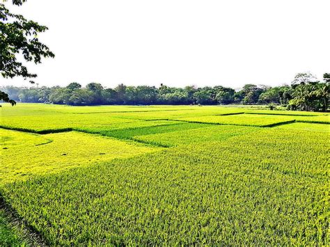 2k Free Download Village Bangladesh Green Hd Wallpaper Peakpx