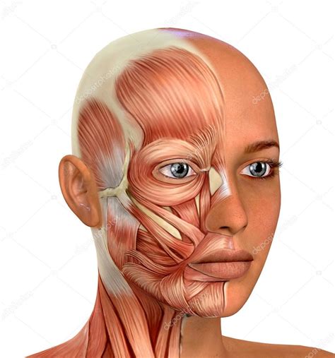 Female Face Muscles Anatomy Illustration Face Muscles Anatomy Muscle