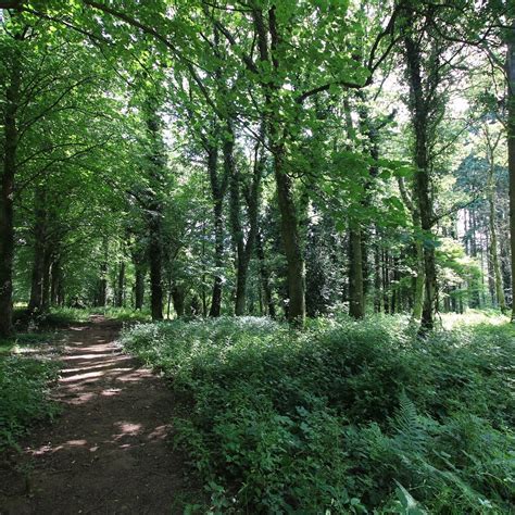 Queenswood Country Park And Arboretum Leominster 2023 What To Know