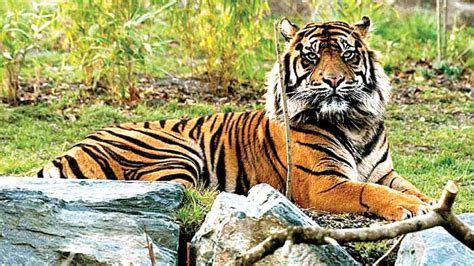Step Up Tiger Conservation In Gujarat Demands Parimal Nathwani