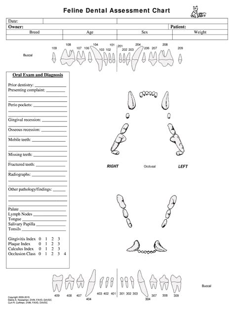 Feline Dental Chart Fill Online Printable Fillable Blank Pdffiller