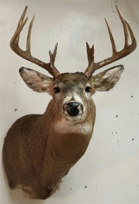 Whitetail Deer Mount Taxidermy Done By The Mad Taxidermist Rob Reysen Lakeviewtaxidermy
