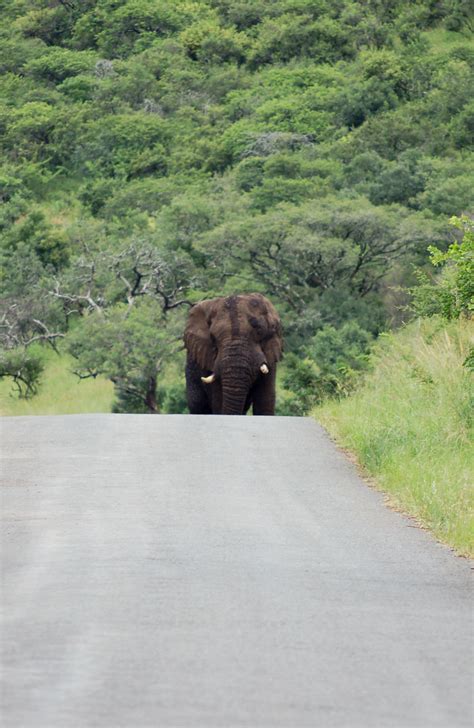 Elephant Hluhluwe Imfolozi Game Reserve Jumblejet Flickr