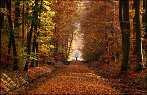 Spaziergang Foto And Bild Jahreszeiten Herbst Wald Und Bäume Bilder