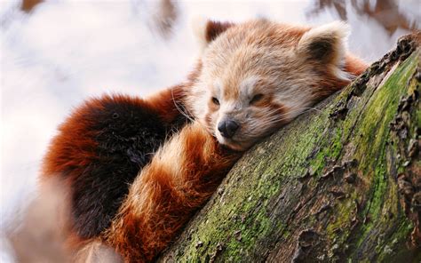 Download Sleepy Red Panda Wallpaper By Elizabethlee Free Red Panda