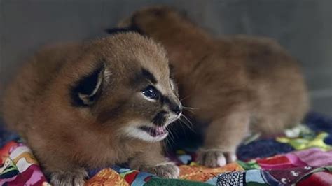 2 New Caracal Kittens Make Debut At Oregon Zoo Katu