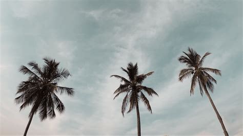 Download Wallpaper 2560x1440 Palm Trees Treetops Sky Crowns Trees