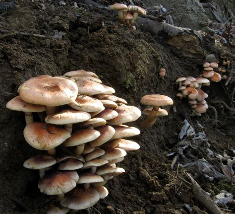 The Ohio Fungiphage Need Not Go Hungry Even In Late Fall
