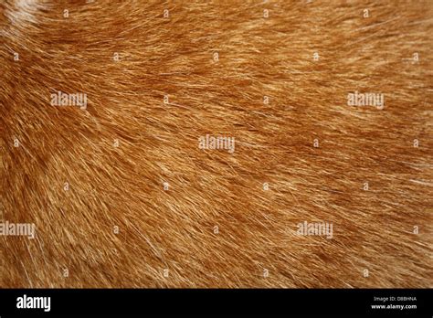 Orange Tabby Cat Fur Texture Stock Photo Alamy