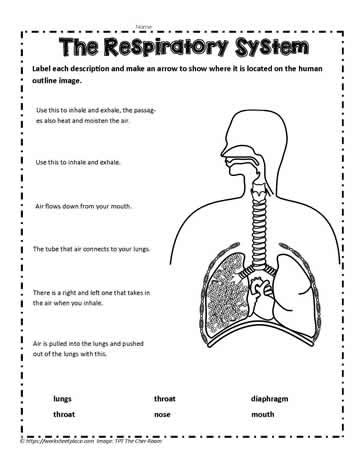 Activity Label The Respiratory System