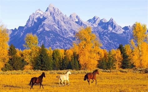 Freedom Space Autumn Mountains Horses Phone Wallpapers