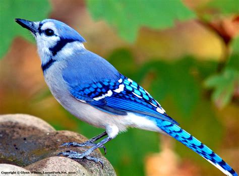 The Blue Jay Canadian Lovely Bird Basic Facts And Information Beauty