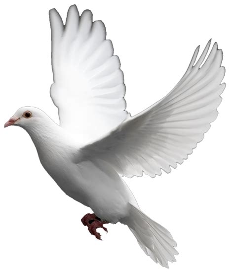 White Dove Images The Symbol Of Peace Parrot Food Dove Images