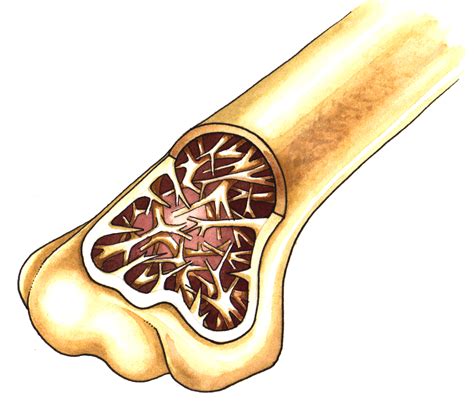 Cross sections are usually parallel to the base like above, but can be in any direction. Diagram of the cross section of a bird bone - Lizzie Harper