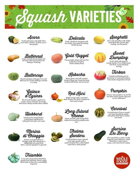 Squash Varieties Fruits And Vegetables List Food Info Squash Varieties