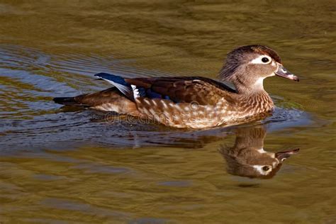 Female Wood Duck Floating Stock Photo Image Of Waterfowl 76056258