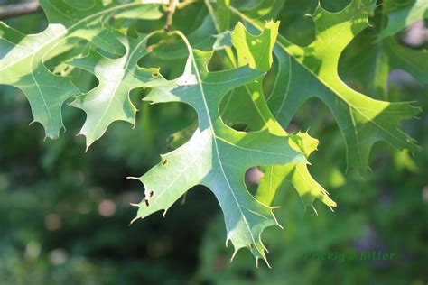 Prickly And Bitter The Pin Oak