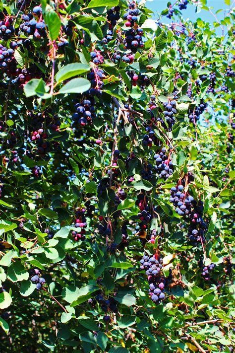 Tree With Black Berries Alberta Lavonia Trotter