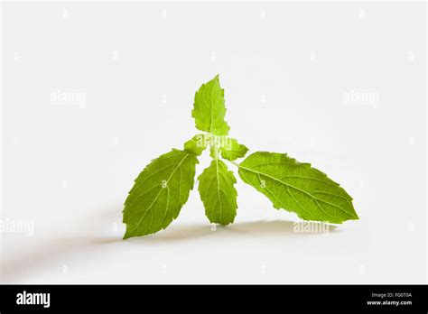 Indian Tulsi High Resolution Stock Photography And Images Alamy