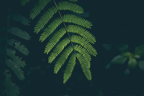 Green Wallpapers Nature Fern Leaf Green Wallpapers Nature Fern Hd