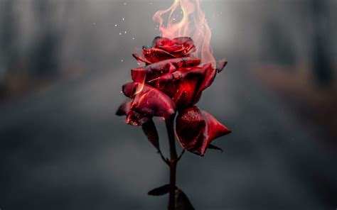 Red roses, dark background, rose flowers, 4k. Burning Rose 4k Wallpaper